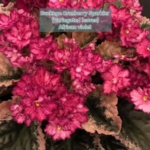 African Violet with Variegated Leaves Buckeye Cranberry Sparkler